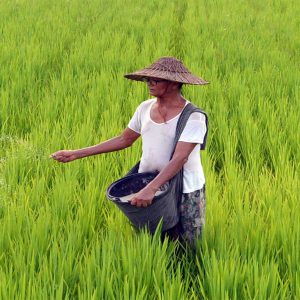 agriculture-paddy-afp
